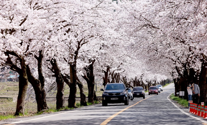 【포토】보령시 주산면에 ‘환상의 벚꽃터널’펼쳐져