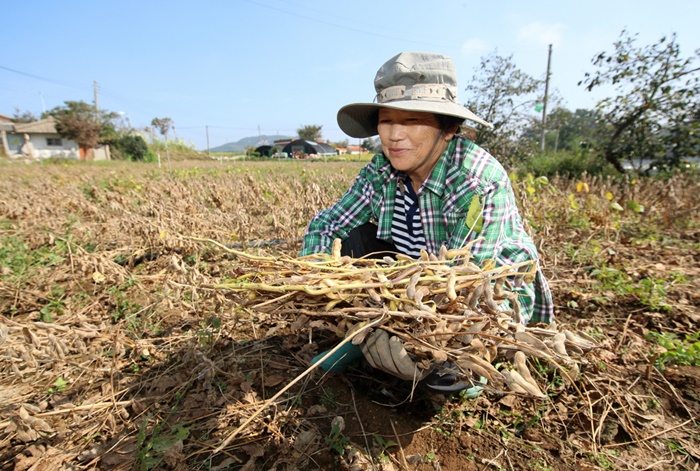 태안군, ”논 타(他) 작물 재배 지원 사업 신청하세요!“